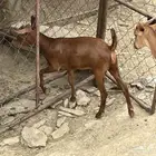للبيع العمر 3 -4 شهور