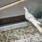 ذكر كروان البينو