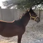 مهر طيب العمر تسع اشهر 1000