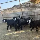 للبيع معزى ولد