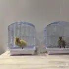 بطاطات للبيع