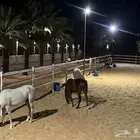 مربط ميلا للخيل العربيه الاصيله