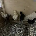 صوص بولشن