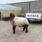 خروف نعيمي ذبيحه طيبه سومه 1150