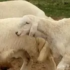 جذعات مقاني