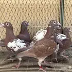 زاجل شوكليت