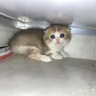 كيتن سكوتش فولد وستريت
