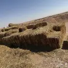 للبيع أعلاف تبن