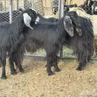 معزا عوارض حليب