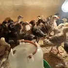 صوص بلدي
