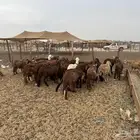 طليان سواكني مرابي شهر