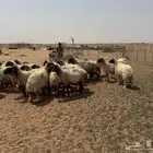 القصيم الاسياح