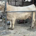 بقره المانيه بيور خصم الخصم