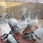 للبيع حمام ايس فاخر حجم جامبو
