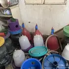 سقايات طيور حمام ودجاج وبراميل أبراج للبيع