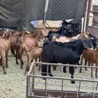 تيوس مندي جذعان عدد 25