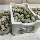 بيض سمان الموقع القصيم الخبراء