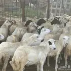 رخال مقاني جروم فاخره