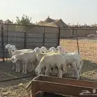 8طليان ورخال حريات ذبايح طيبه