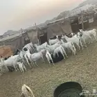اذكروا الله وصلوا على النبي معزا جنوبية