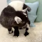 ماعز قزم تيس