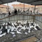 حمام باكستاني و حمام فرنسي
