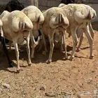 برابر السن جذع شرط مرابي