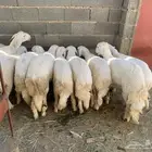 رخال تاسيس مراح