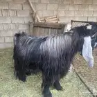 تيس عارضي فحل