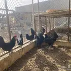 دجاج بلدي بياض