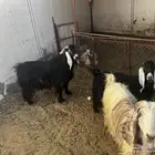 ثلاث معزا و تيس فحل