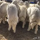طليان ذبايح حريات ضحايا كفو وسعارها مناسبه