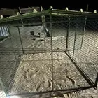 شبك بقلوه طيور