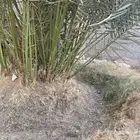 جثيث برني للبيع