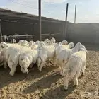 خرفان حريه