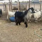 فحل تيس طيب