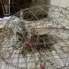 قرشعه