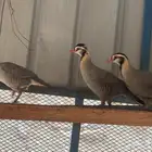 قهد ذكور