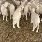 غنم خلفات مراح واحد