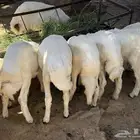 للبيع طليان وارخال انظاف واسمان