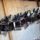 حمام سوادي