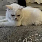 قطه للتبني