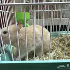 هامستر للبيع مع القفص وكامل اغراضه