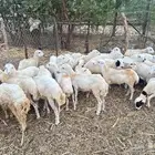 رخيل رفيديه