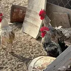 ديكة