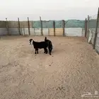 غنم معزا