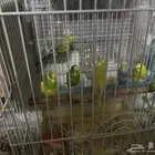 سلام عليكم ثلاث أجواز بادجي