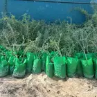 شتلات سدر و قرض افريقي و مرخ و اثل