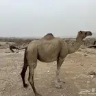 لقحة للبيع