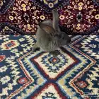 سلام عليكم ارنب للبيع سعر 250 ريال موقعنا في أملج